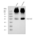Anti-EAAT1/SLC1A3 Antibody Picoband®