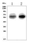 Anti-EAAT1/SLC1A3 Picoband® Antibody
