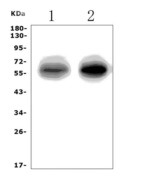 Anti-EAAT1/SLC1A3 Picoband® Antibody