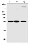 Anti-TREM1 Antibody Picoband®
