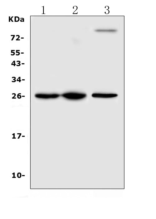 Anti-TREM1 Antibody Picoband®