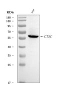 Anti-CTSC Antibody Picoband®