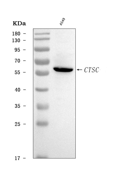 Anti-CTSC Antibody Picoband®