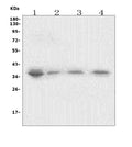Anti-XRCC2 Antibody Picoband®