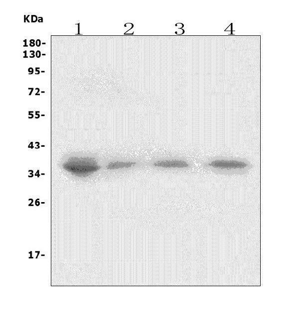 Anti-XRCC2 Antibody Picoband®