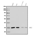 Anti-XRCC2 Antibody Picoband®