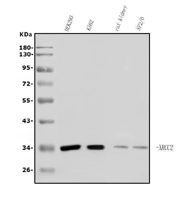 Anti-XRCC2 Antibody Picoband®