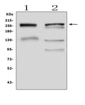 Anti-Gastric Mucin/MUC6 Antibody Picoband®