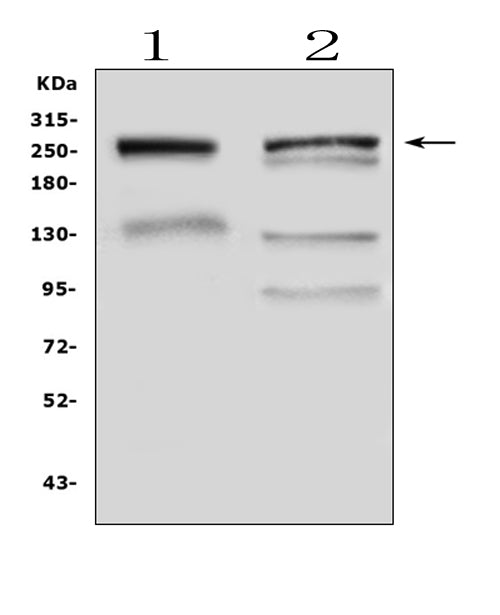 Anti-Gastric Mucin/MUC6 Antibody Picoband®