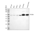 Anti-Prostaglandin E Receptor EP4/PTGER4 Antibody Picoband®