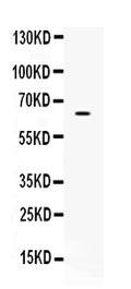 Anti-CKAP4 Antibody Picoband®