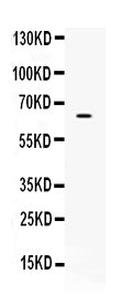 Anti-CKAP4 Antibody Picoband®