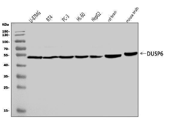 Anti-DUSP6 Antibody Picoband®