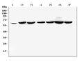 Anti-CD1b Antibody Picoband®