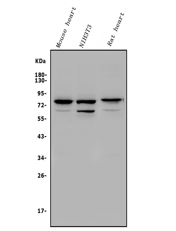 Anti-Rad17 Antibody Picoband®