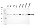 Anti-FKBP52/FKBP4 Antibody Picoband®