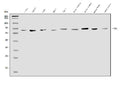 Anti-EHD1 Antibody Picoband®