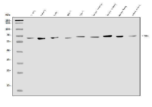 Anti-EHD1 Antibody Picoband®