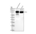 Anti-Calpain 3/CAPN3 Antibody Picoband®