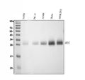 Anti-BTC Antibody Picoband®