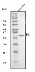 Anti-Btc Antibody Picoband®