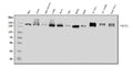 Anti-DCTN1/p150-glued Antibody Picoband®