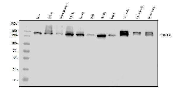 Anti-DCTN1/p150-glued Antibody Picoband®