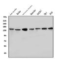 Anti-HDAC9 Antibody Picoband®