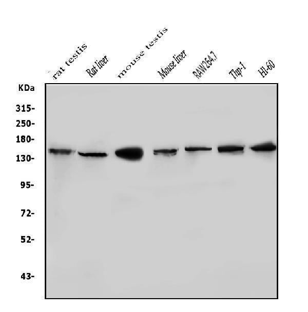 Anti-HDAC9 Antibody Picoband®