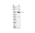 Anti-TRAF3IP2 Antibody Picoband®