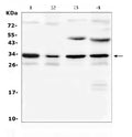 Anti-Aquaporin 3/Aqp3 Antibody Picoband®