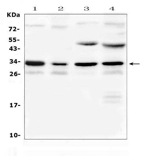 Anti-Aquaporin 3/Aqp3 Antibody Picoband®