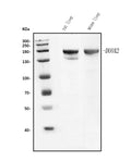 Anti-Duox2 Antibody Picoband®