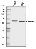 Anti-Caspase-10/CASP10 Antibody Picoband®