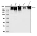 Anti-Utrophin/UTRN Antibody Picoband®