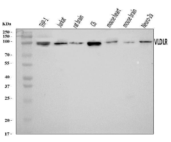 Anti-VLDL Receptor/VLDLR Antibody Picoband®