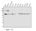 Anti-Transketolase/TKT Antibody Picoband®