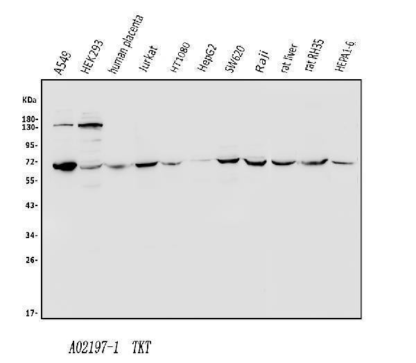 Anti-Transketolase/TKT Antibody Picoband®