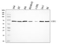 Anti-G3BP/G3BP1 Antibody Picoband®