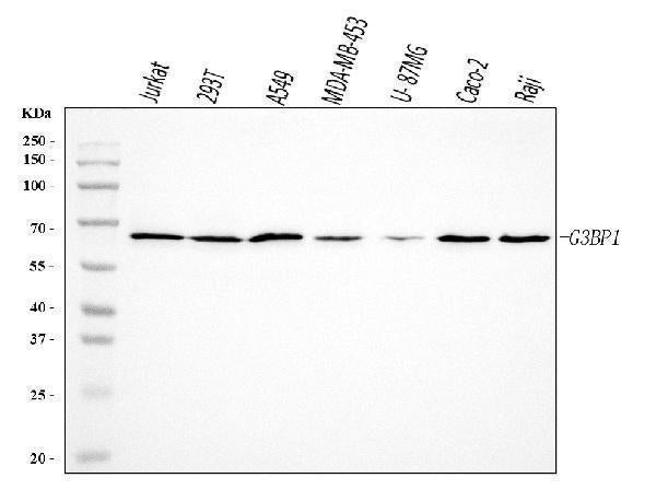 Anti-G3BP/G3BP1 Antibody Picoband®