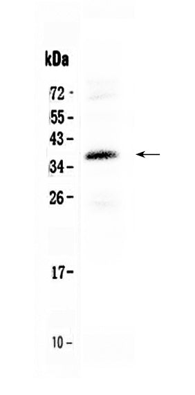 Anti-CORD2/CRX Antibody Picoband®