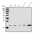 Anti-DR1 Antibody Picoband®