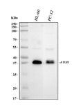 Anti-MATH1/HATH1/ATOH1 Antibody Picoband®
