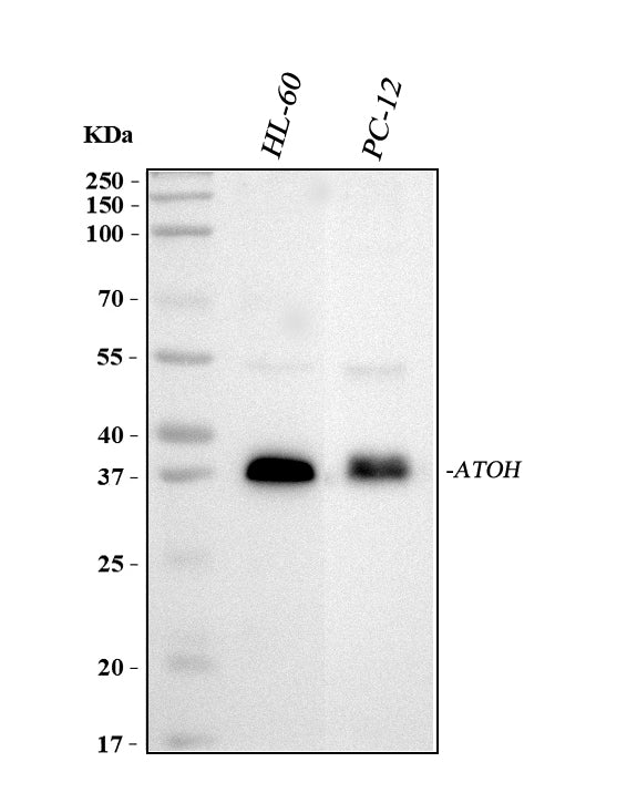 Anti-MATH1/HATH1/ATOH1 Antibody Picoband®