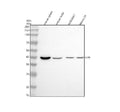 Anti-GP6 Antibody Picoband®