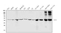 Anti-ASS1 Picoband® Antibody