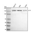 Anti-CD127/IL7R Antibody Picoband®