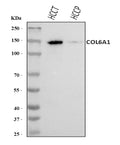 Anti-COL6A1 Antibody Picoband®