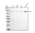 Anti-PDE4B Antibody Picoband®