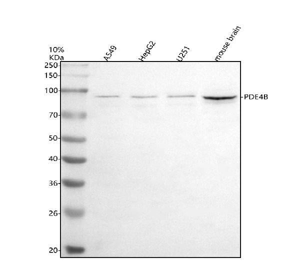 Anti-PDE4B Antibody Picoband®